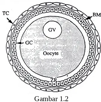 Gambar 1.2 Diagram folikel ikan. ZR zona radiata ; GC sel – sel garnulosa; TC sel – sel theca; BM