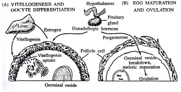 Gambar 1.3Aksi gonadotropin terhadap sintesis estrogen dan progesteron selama pematangan telur