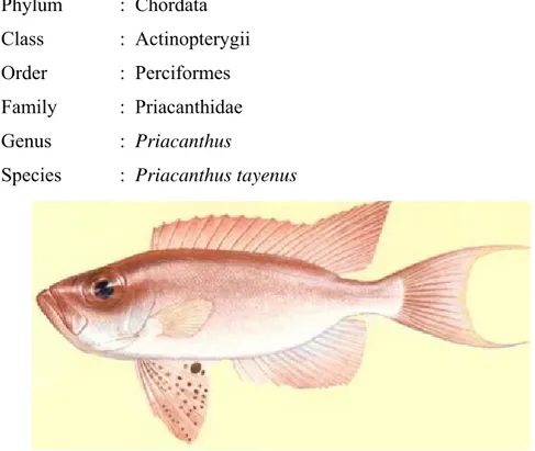 Gambar 1.  Ikan mata goyang (Priacanthus tayenus) 