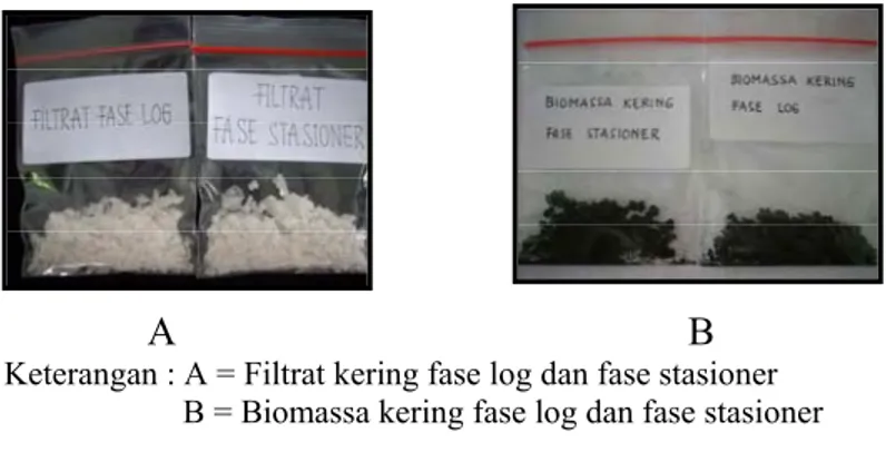 Gambar 13.  Filtrat dan biomassa kering Dunaliella sp. 