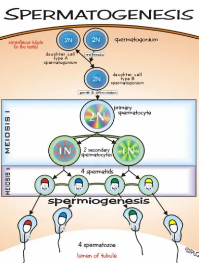Gambar 1 :Tahap-tahap spermatogenesis