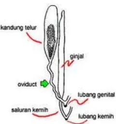 Gambar 2 :Tahap-tahap spermatogenesis