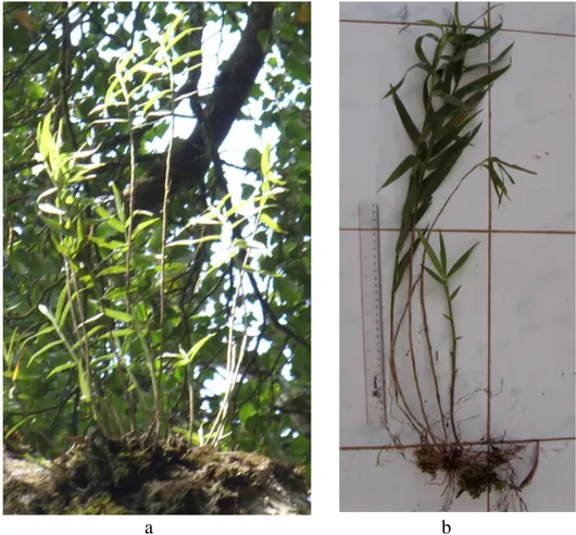 Gambar 10. Agrostophyllum sp2  foto pengamatan pada habitat (a) dan foto                     di laboratorium (b) 