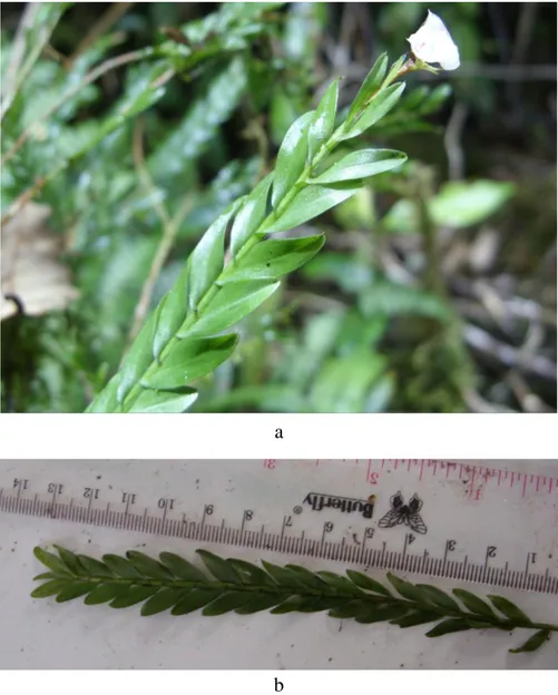 Gambar 11. Apendiculata ramosa Bl.,Bijdr foto pengamatan pada habitat                       (a) dan foto di laboratorium (b) 