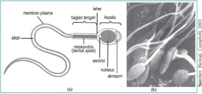 Gambar 9.3!2). Struktur Sperma