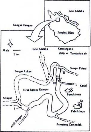 Gambar 1. Peta lokasi penelitian (stasiun I – III) di Sungai Rangau.  