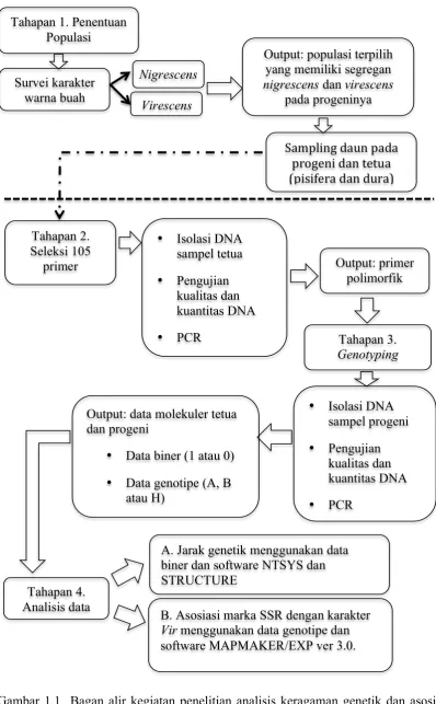 Gambar 1.1  Bagan alir kegiatan penelitian analisis keragaman genetik dan asosiasi marka SSR (Simple Sequence Repeats) populasi kelapa sawit asal Nigeria