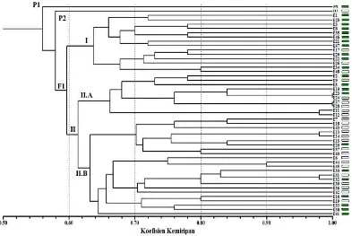 Gambar 3.3  Dendogram analisis UPGMA kelapa sawit famili DP-E menggunakan 25 primer SSR