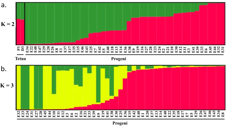 Gambar 3.5 Estimasi struktur populasi kelapa sawit DP-E berdasarkan data genotyping 25 lokus SSR pada famili DP-E (a) dan progeni DP-E (b) menggunakan program STRUCTURE