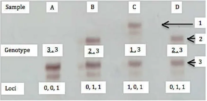 Gambar 4.1 Separasi pita DNA pada gel akrilamid 6 % dan contoh skoring 