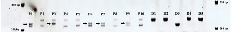 Gambar 4.2  Profil marka SSR pada kelapa sawit genotipe Pisifera (P1-P10) dan Dura bulk (D1-D5) menggunakan primer mEgCIR3376 pada tahap skrining primer