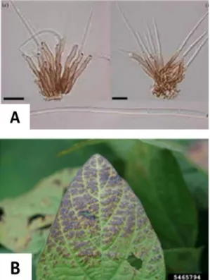 Gambar 7. Spora dan tangkai spora C. kikuchii (A). Gejala infeksi C. kikuchii pada daun (B)
