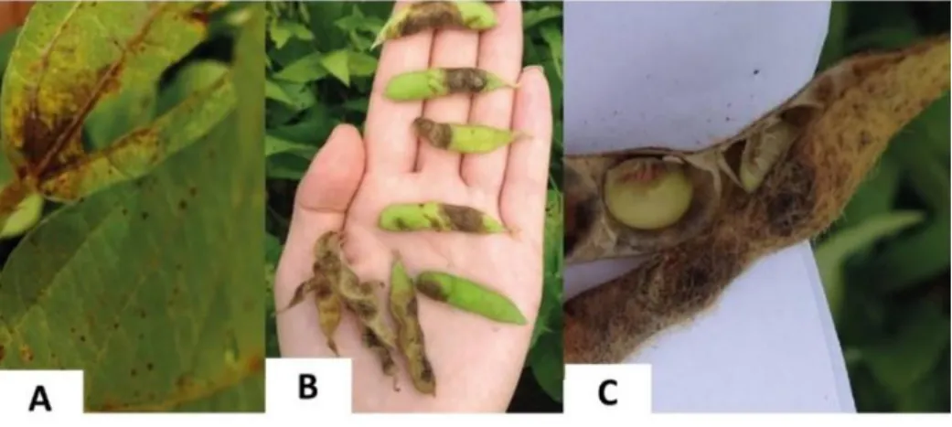 Gambar 11. Gejala penyakit antraknosa, pada daun (A), pada polong (B), dan pada biji (C)  