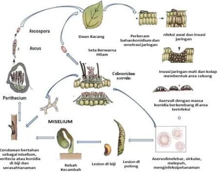 Gambar 12. Siklus penyakit antraknosa yang disebabkan oleh Colletotrichum pada tanaman  aneka kacang