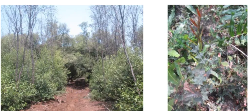 Gambar 5. 1. Pohon Api-api (Avicennia sp.) yang tumbuh subur selain pohon bakau(kiri),  tanaman perdu yang menjadi  salah satu makanan para Lutung Jawa(kanan)