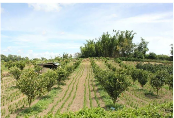 Gambar 4.1: Jarak jeruk yang ideal menurut petani Desa Sukanalu. (5x6 M. 6 M ke sisi kiri dan kana dan 5 M kesisi depan dan belakang.) 