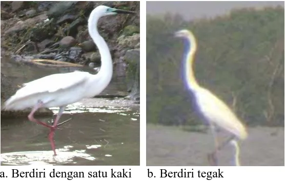 Gambar 8.   Perilaku Istirahat Kuntul Besar (Egretta alba) ( Berdiri dengan satu kaki dan berdiri tegak) 
