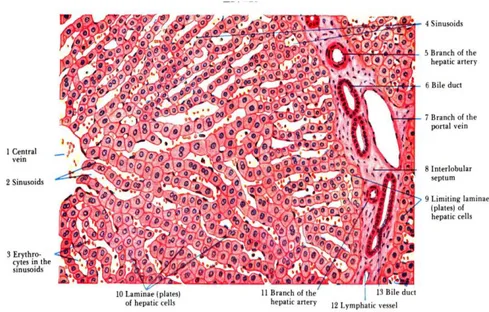 Gambar  7.  Gambaran  mikroskopis  hati  normal.  Perbesaran  30  kali   (Sumber: Eroschenko, 2010)