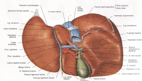 Gambar 4.   Makroskopis hati manusia dilihat dari anterior          (Sumber: Putz  &amp; Pabst, 2007)