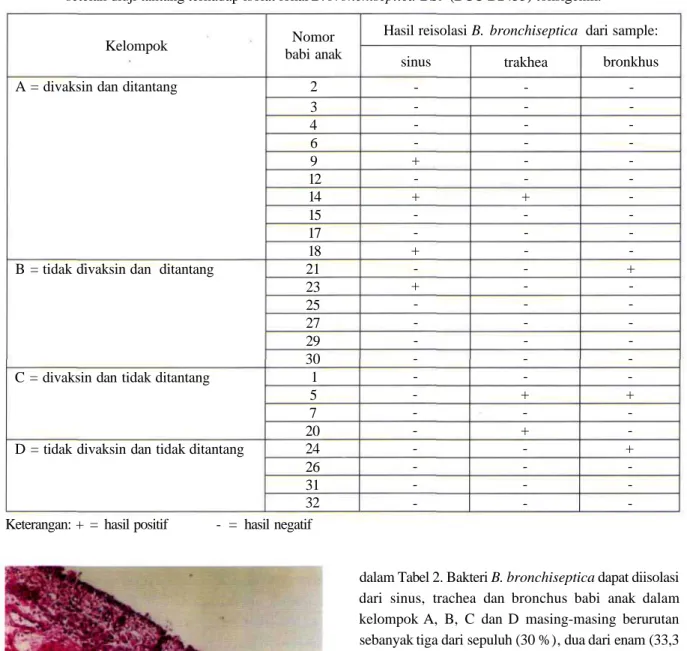 Tabel 2. Reisolasi B. bronchiseptica dari saluran pernafasan bagian atas babi anak pada 3 minggu setelah diuji tantang terhadap isolat lokal B