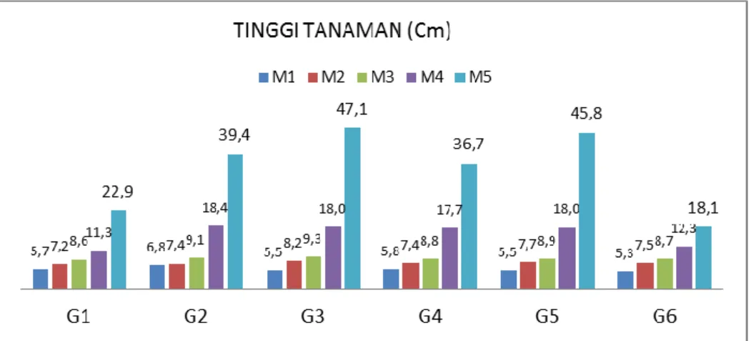 Gambar 1. Grafik Tinggi Tanaman 