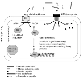 Gambar 3. Biosintesis dan Sekresi Bakteriosin