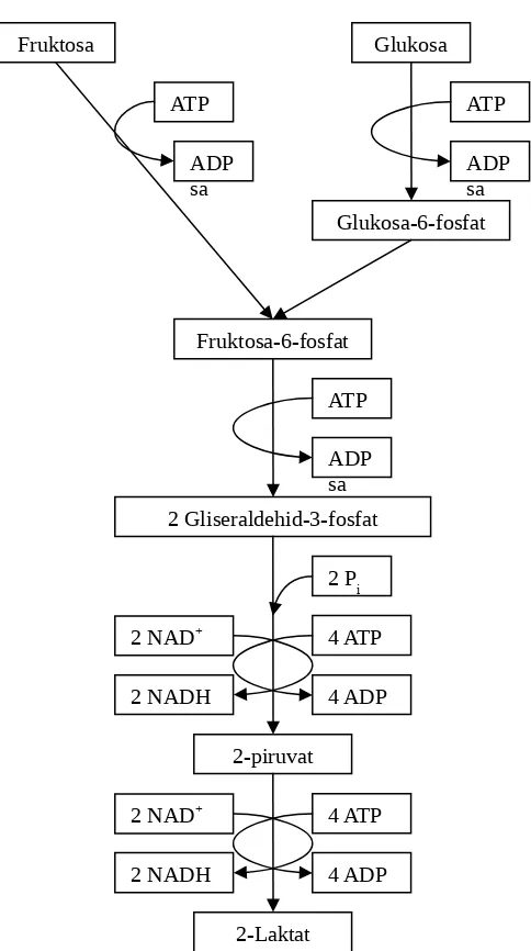 Gambar 1  Metabolisme Homofermentatif dari Bakteri Asam Laktat