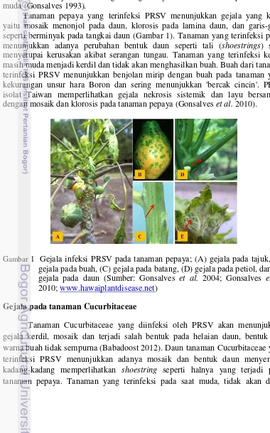 Gambar 1  Gejala infeksi PRSV pada tanaman pepaya; (A) gejala pada tajuk, (B) 