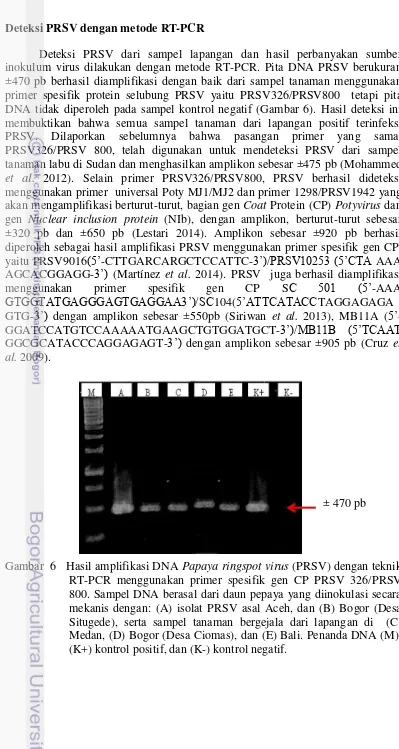 Gambar  6   Hasil amplifikasi DNA Papaya ringspot virus (PRSV) dengan teknik 