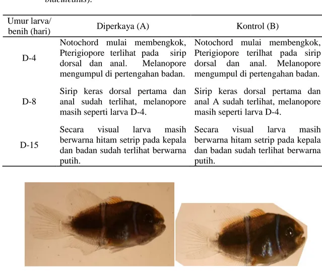 Tabel 2.  Sintasan dan  panjang total larva selama 15 hari pemeliharaan.   Perlakuan  Sintasan (%)  Panjang total (mm)  Diperkaya (A)  52,6 ± 19,1 a    7,72  ± 0,63 a   