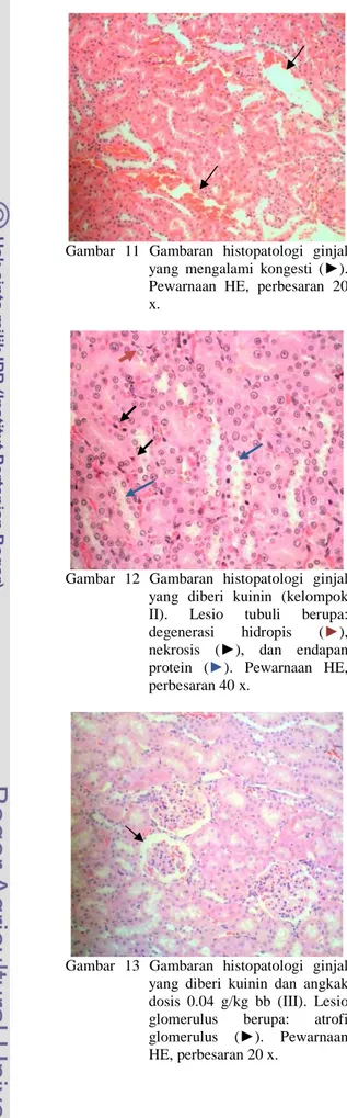 Gambar  11  Gambaran  histopatologi  ginjal  yang  mengalami  kongesti  (►).  Pewarnaan  HE,  perbesaran  20  x