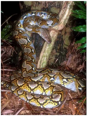 Gambar 2  Ular sanca batik / kembang (Python reticulatus) (Anonim 2009a). 
