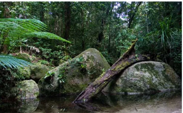 Gambar 3  Habitat ular sanca batik (Python reticulatus) (Anonim 2009b). 
