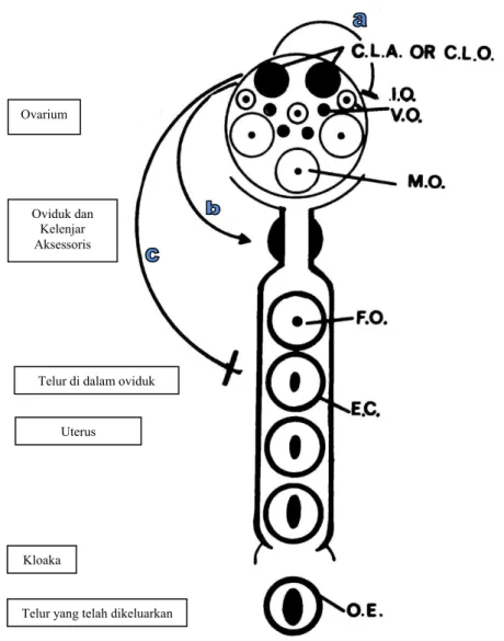 Gambar 8  Hipotesa pengaruh dari corpus luteum (CL) terhadap proses  pematangan ovum sampai pelepasan telur (Browning 1973)