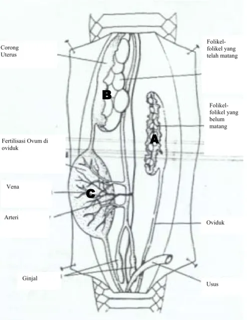 Gambar 9  Tahap-tahap pada pematangan folikel (Ross dan Marzec 1990). 