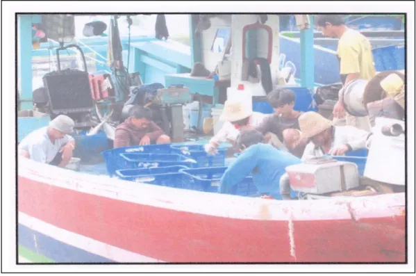 Gambar  #  11  :  Pandega Kapal sedang memilah ikan hasil tangkapan  menurut jenisnya ke dalam basket