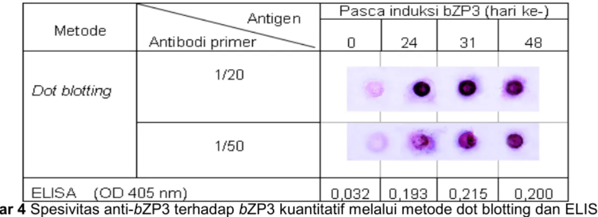 Gambar 3 Hasil imunohistokimia pada zona pellusida oosit pada berbagai tahap perkembangan folikel,
