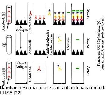 Gambar 5 Skema pengikatan antibodi pada metode