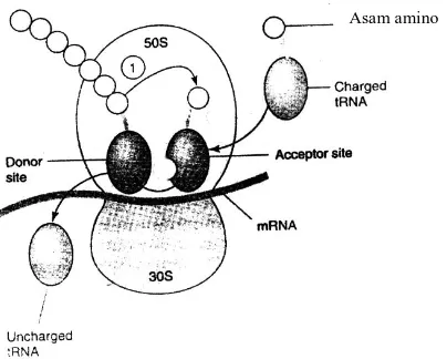 Gambar 3 Mekanisme kerja kloramfenikol dalam sintesis protein (Katzung, 2004) Keterangan : (1) tempat kerja kloramfenikol 