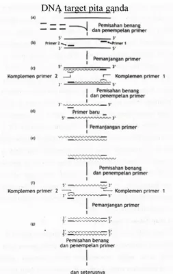 Gambar  4  Tahap  amplifikasi  DNA  dengan  PCR (Reece 2004). 