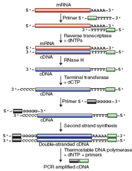 Gambar  5  Proses-proses  yang  terjadi  pada  tahap RT-PCR (Reece 2004). 
