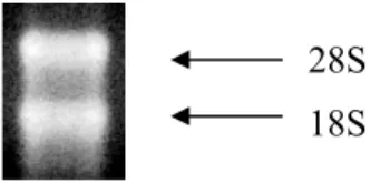 Gambar  6  Hasil  elektroforesis  RNA  total  bantalan bunga kakao. 