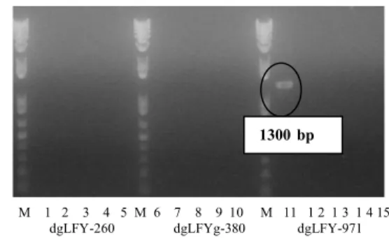Gambar  9  Hasil  elektroforesis  PCR  koloni  primer LEAFY-F1. 