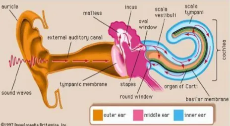 Gambar 2.3 Anatomi Telinga 