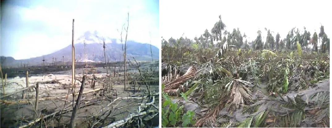 Gambar 3.  Lahan pertanian dan tanaman masyarakat (kebun salak) yang rusak  akibat erupsi Gunung Merapi, pasca-November 2010 