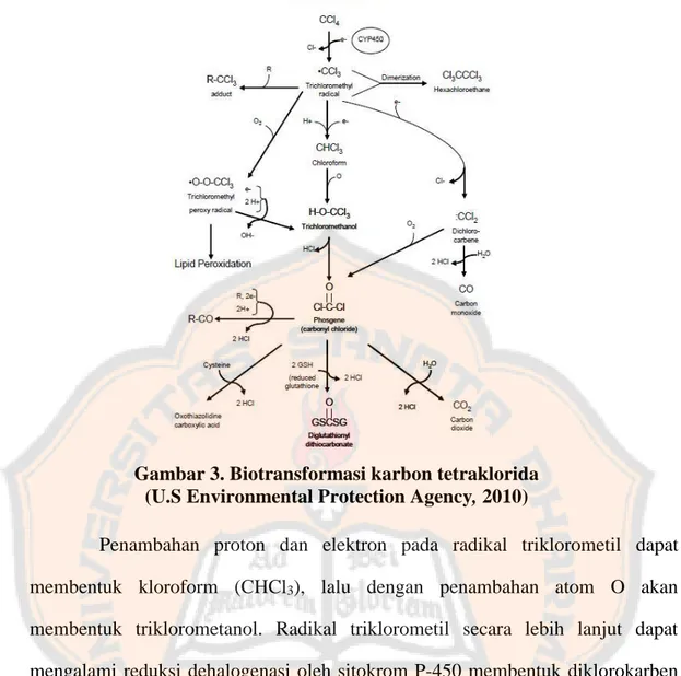 Gambar 3. Biotransformasi karbon tetraklorida  (U.S Environmental Protection Agency, 2010) 
