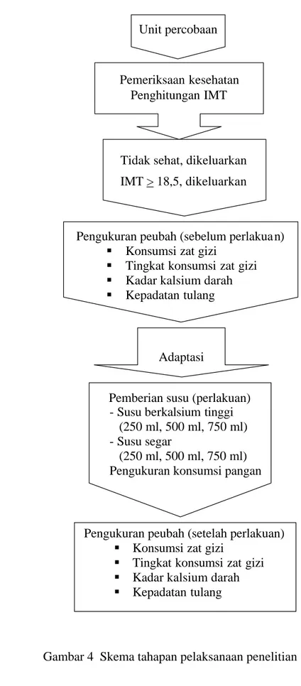 Gambar 4  Skema tahapan pelaksanaan penelitian Adaptasi 