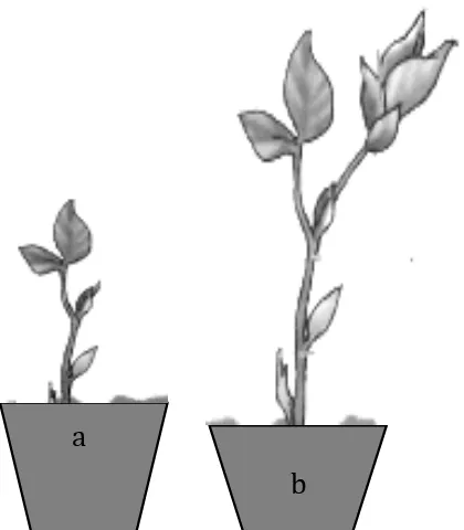 Gambar tanaman dalam eksperimen merupakan perbedaan  pertumbuhan tanaman karena pengaruh hormon