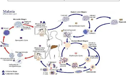 Tabel 1. Masa Inkubasi Penyakit Malaria3,5 