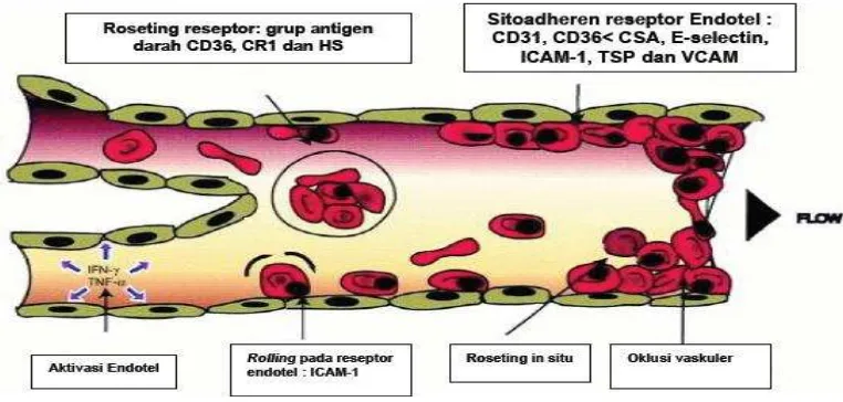 Gambar 2. Patofisologi Sitoaderen3 
